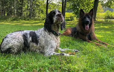 Psie sprawki - Szkolenie Psów, Psie Przedszkole, Nosework